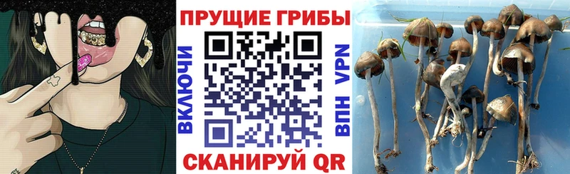 купить  цена  Нижнеудинск  Псилоцибиновые грибы Psilocybe 